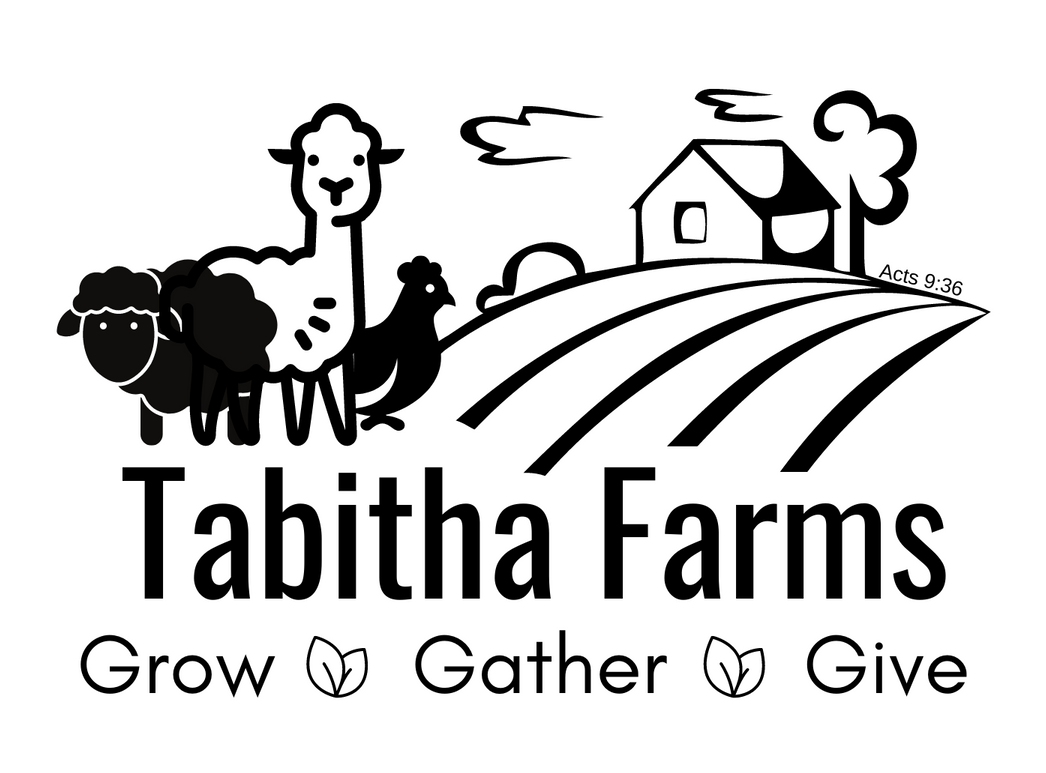 Tabitha Farms with alpaca, sheep, and chicken